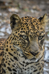 Leopard portrait - close up on leopard face while looking away.