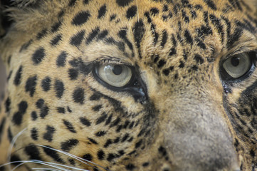 Leopard portrait - very close up on leopard face and sight.