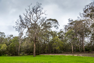 A forest near Wallaga Lake in New South Wales, Australia burnt down during the bush fires.