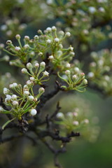 Pear tree branch closeup with round white blooming buds