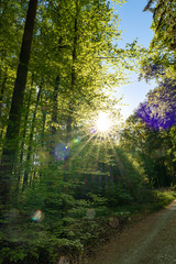 Fototapete bei efototapeten.de bestellen   