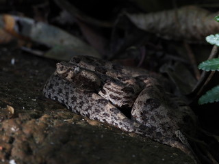 Hump-nosed pit viper resting on rock