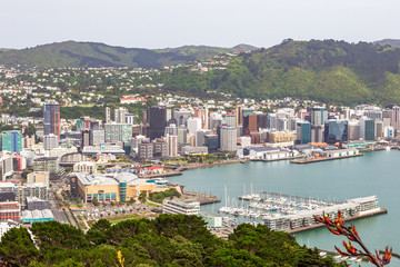 Fototapeta na wymiar Top view of the city of Wellington. New Zealand