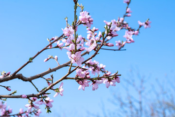 Pink flowers on a tree in spring. Beautiful bright wallpaper close-up. Sakura