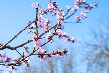 Tree branch in spring with pink flowers against a bright blue sky. Beautiful spring wallpaper close-up.