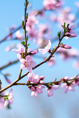 Pink flowers on a Persian tree in spring. Bright blue sky, beautiful spring wallpaper, background