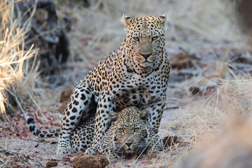 Leopard mating couple in Sabi Sands Game Reserve in the Greater Kruger Region in South Africa