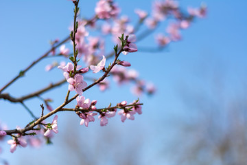 Pink flowers on a tree in spring close-up. Peach blossoms. Bright blue sky. Beautiful spring...