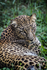 Beautiful leopard portrait - close up of a leopard laying down on the grass and looking at the camera.