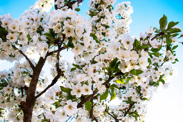 Branches of blooming cherry view from below with the blue sky background