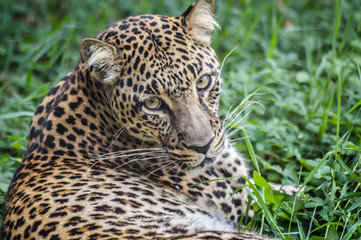 Fototapeta premium Beautiful leopard portrait - close up of a leopard laying down on the grass and looking at the camera.
