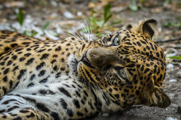 Resting leopard close up portrait
