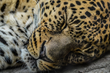 Resting leopard close up portrait