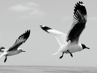 Seagull Series: 