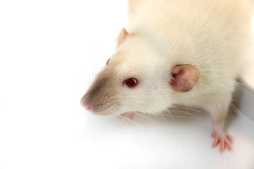 Seamese rat on the white background halfway clouse up