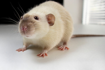 Siamese rat with cute nose on the table 