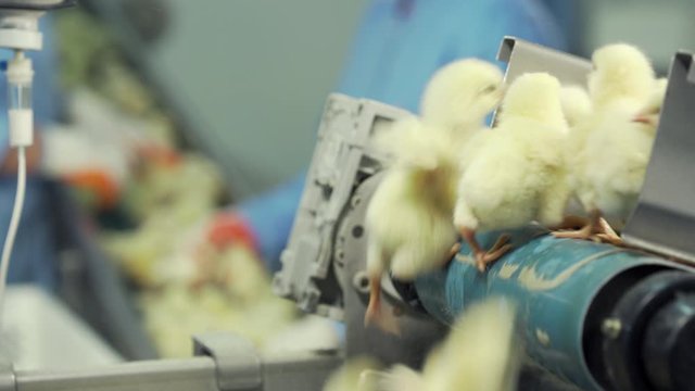 Lot of newborn chicks moving on poultry conveyor. Agriculture industry.  Sorting chicks in factory.