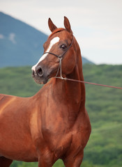 portrait of wonderful sorrel  arabian stallion against mountain