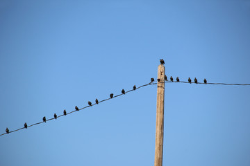 A group of small black birds sitting in a line next to each other on a telephone wire set against a clear blue sky.