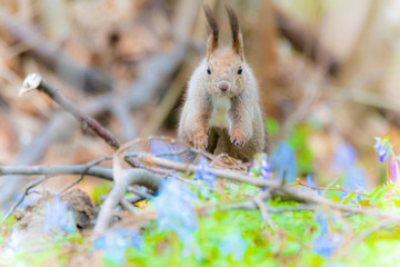 春風とエゾリス