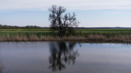 Fototapeta na wymiar The lonely tree is reflected in river water. Against the background of sky and field 