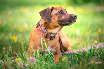 Pies leżący na łące © nitka_zaplatana