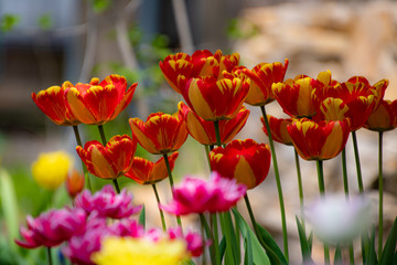 Obraz premium Tulipanowy wiatr