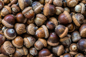Background with autumn acorns and leaves closeup. Acorns macro. Oak acorns.Brown autumn acorns on the table. Autumn backdrop.A lot of oak acorns. Top view from above.