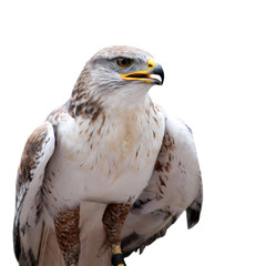hawk with open beak on the white background