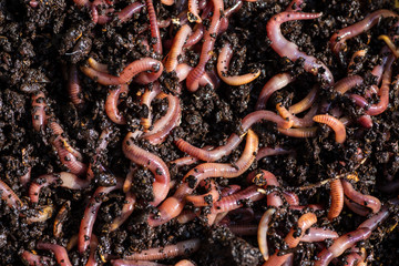 Many living earthworms for fishing in the soil, background