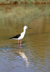 bird called black-winged stilt.. in the pond in spring