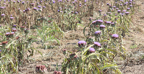 cultivated field with large ripe artichokes ready for harvest
