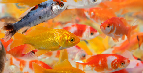 goldfish swim in an aquarium in a pet shop