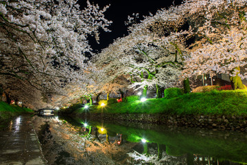 cherry blossom in Matsukawa Toyama