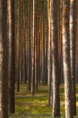 Fototapeta premium Samotne wędrówki po lesie