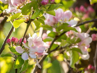 Spring time blossom on apple tree