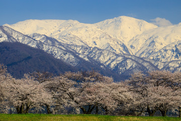 Spring quartet in Toyama Asahi-town