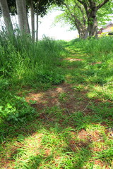 春の木漏れ日の野原風景