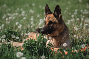 German shepherd lies in a field of dandelions, a shepherd in nature, a dog in the grass