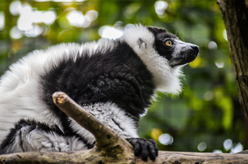 Funny Black and White Ruffed Lemur on a branch close up portrait - Varecia variegata