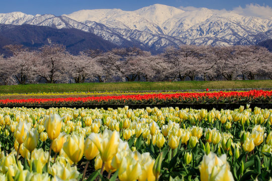 Spring quartet in Toyama Asahi-town
