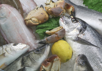fresh freshly caught sea bream and many other types of fish at m
