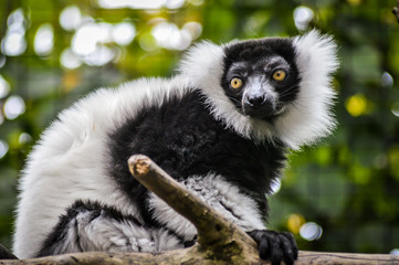 Naklejka premium Funny Black and White Ruffed Lemur on a branch close up portrait - Varecia variegata