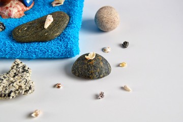 sea salt and shells