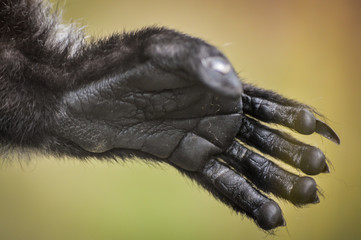 Hand of a Black and White Ruffed Lemur close up - Varecia variegata © sebastianosecondi