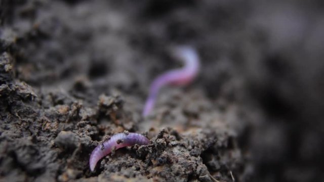 Macro shot of earthworm crawling in the mud.