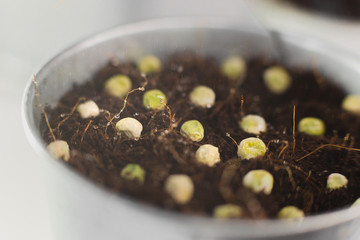 sowing peas in a row concept. gardening. hobby. quarantine. Growing home micro greens