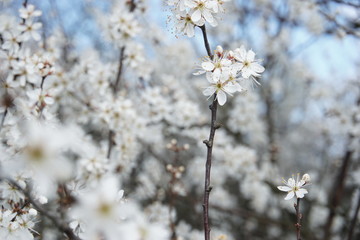 Białe kwiaty © Mazelowy