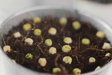 sowing peas in a row concept. gardening. hobby. quarantine. Growing home micro greens