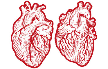 Vintage anatomical engraving style human hearts vector illustration - obrazy, fototapety, plakaty